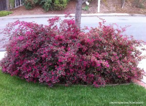 Loropetalum chinense 'Plum Delight' - blooming 1 3.52.59 PM